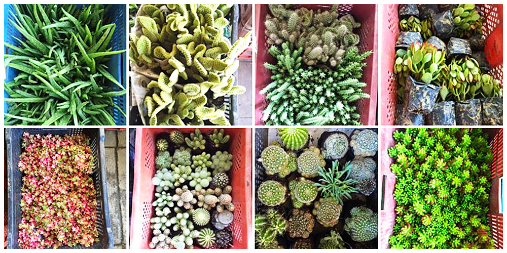 Gardenista.ph - Cactus, Succulents and Indoor Plants in Bulacan