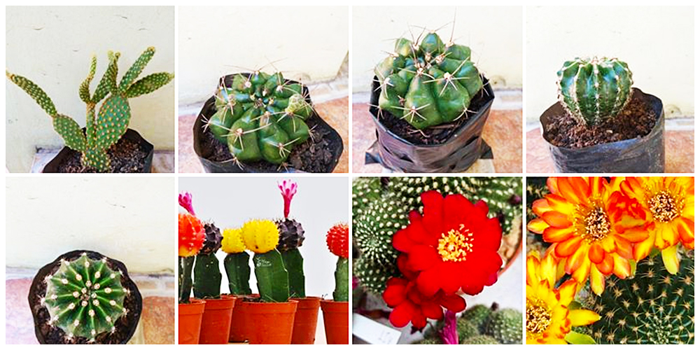 Little Leaf - Cactus, Succulents and Indoor Plants in Bulacan