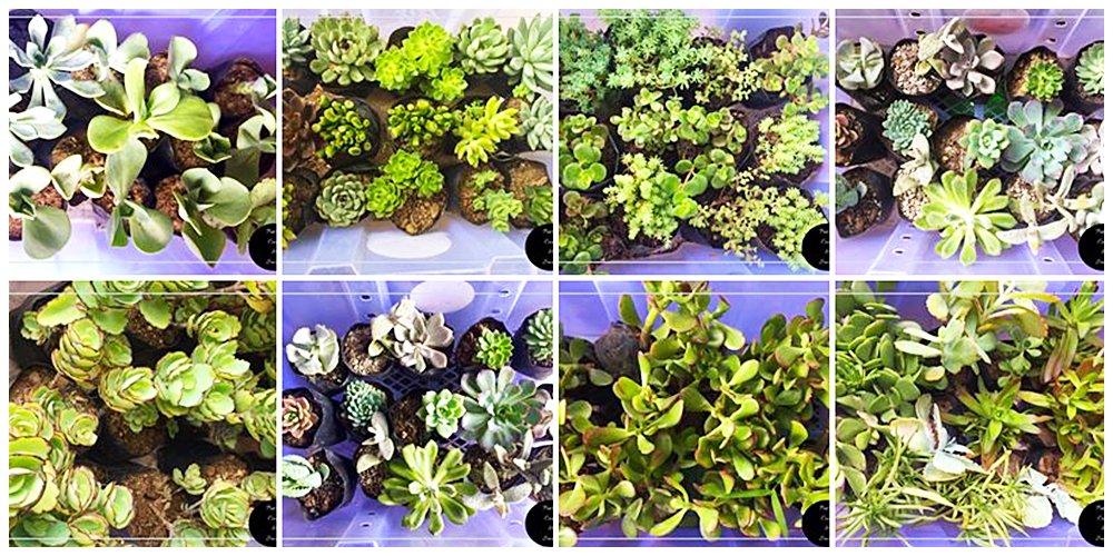 Pots of Cacti and Succie - Cactus, Succulents and Indoor Plants in Bulacan