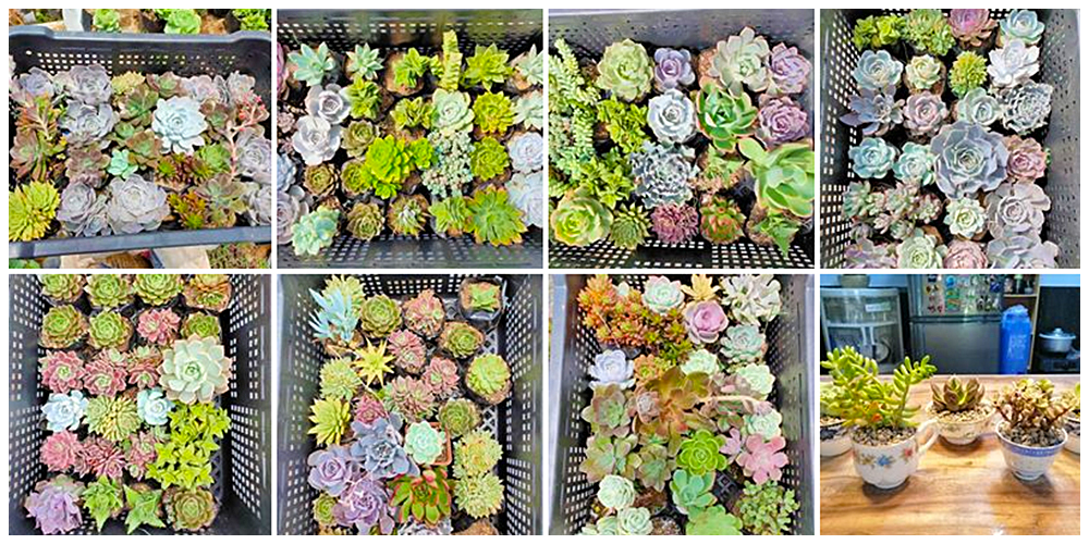 The Noah's Garden - Cactus, Succulents and Indoor Plants in Bulacan