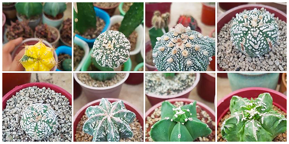 The Cactus Dojo - Cactus, Succulents and Indoor Plants in Bulacan