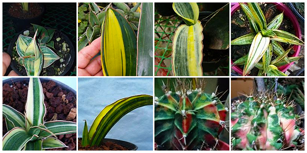 Arid and Aroids - Cactus, Succulents and Indoor Plants in Bulacan