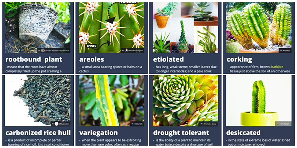 Cactulentbox sells online and one of the top resources for learning about Cacti and Succulent care.
Varieties: Wide Range of Pots, Stands and Crates