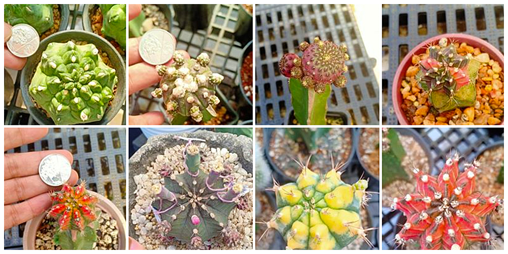 Crazy Hardenera - Cactus, Succulents and Indoor Plants in Bulacan