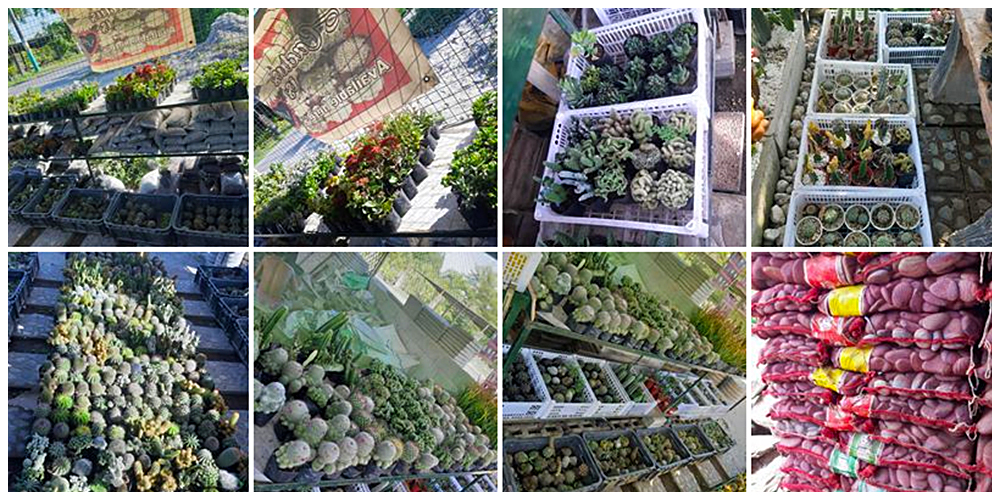 Dx.Landscaping and Concrete Works - Cactus, Succulents and Indoor Plants in Bulacan