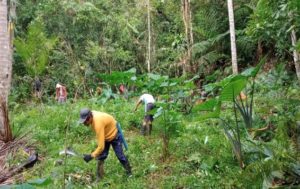 How Planting 1 Million Trees Is Part Of SMCGP's Project 747 - Bulakenyo.ph