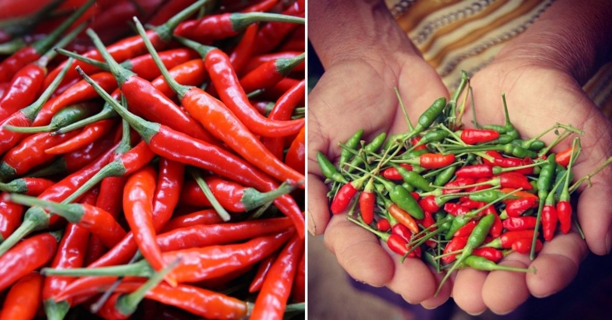 Siling Labuyo Pepper Seeds Capsicum Frutescens Filipi - vrogue.co